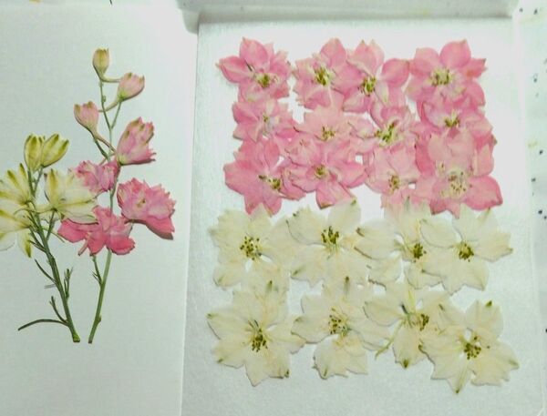 押し花 チドリソウ 在庫整理