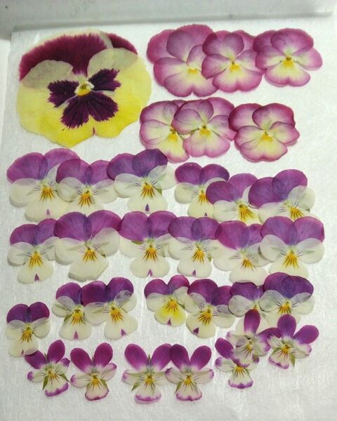 No.30 押し花 ビオラ