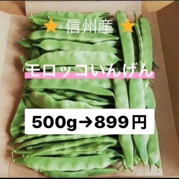 モロッコいんげん 500g 長野県産 信州 産地直送