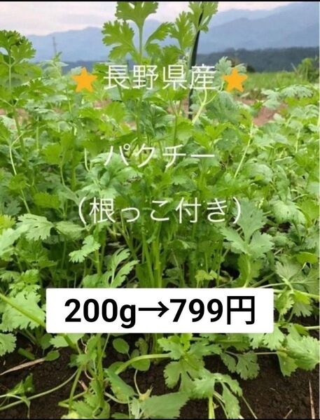 パクチー(根っ子付き) 200g 信州産 長野県産 産地直送