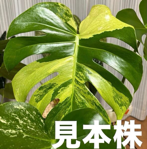 モンステラ ホワイトモンスター天津蘭 Monstera Deliciosa White-Monster II