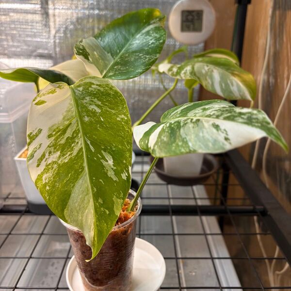 モンステラボルシギアナホワイトタイガー斑入り monstera borsigiana white tiger Variegated