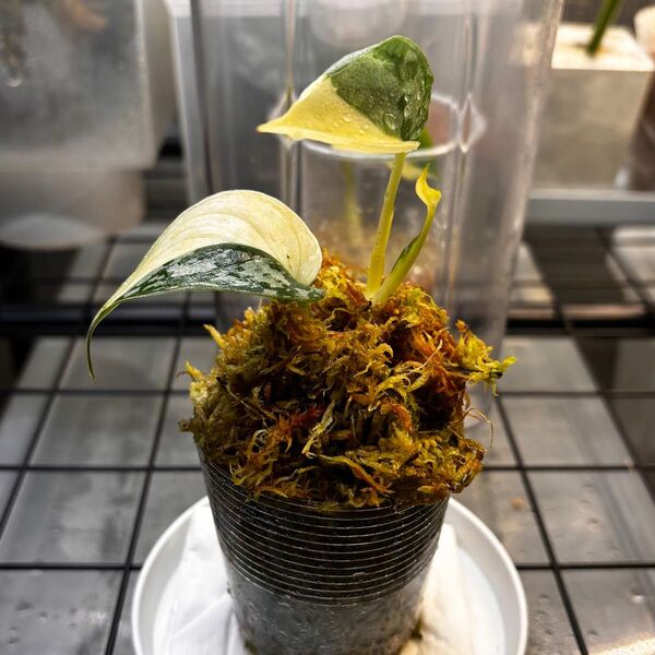 スキンダプサス マヤリ 斑入り ハーフムーン Scindapsus Mayari variegated