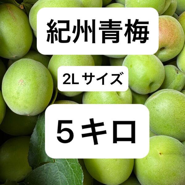 紀州青梅 2Lサイズ 5キロ