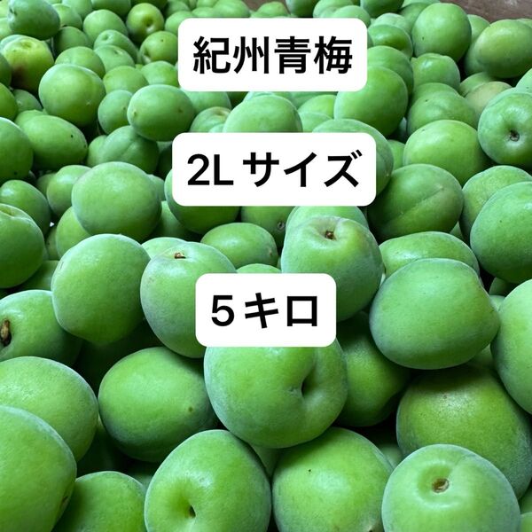 紀州青梅 2Lサイズ 5キロ