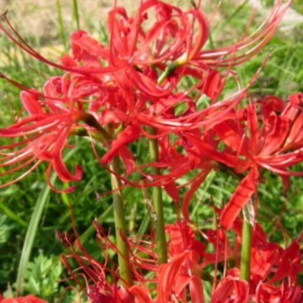 曼珠沙華 ココリス 彼岸花 球根10個