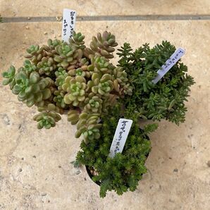 多肉植物 だるま秀麗×スプリングワンダー ブラックベリー サクサグラレモスグリーン 3点セット