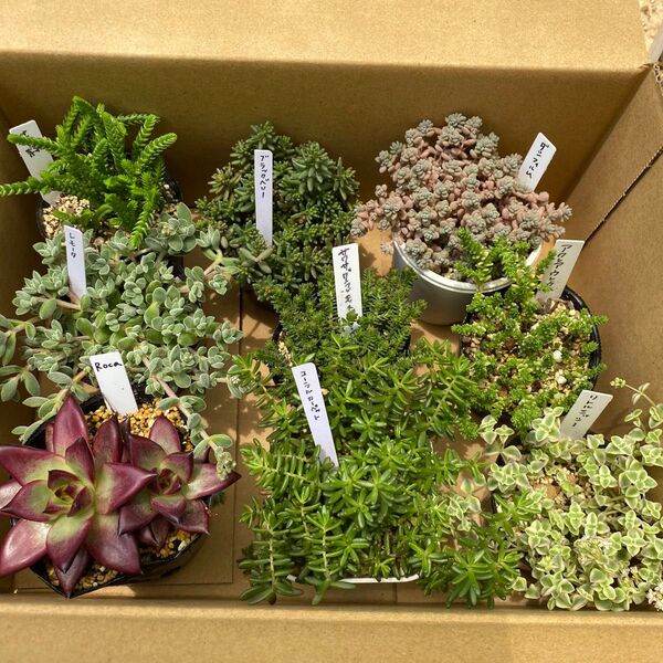 多肉植物 セダムセット8点セット +おまけ エケベリア2種 ポットごと発送