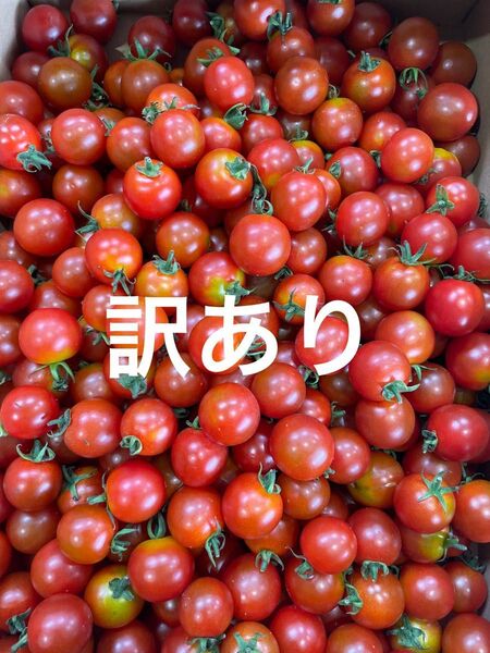 訳あり。ミニトマト3kg