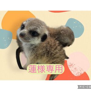 蓮様専用