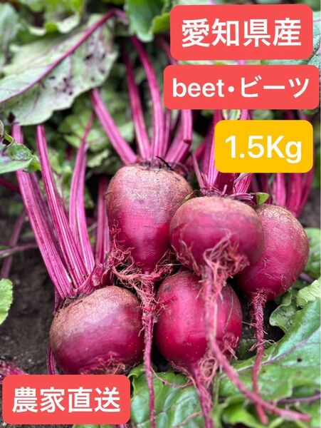 【農家直送】スーパーフード ビーツ1.5キロ (愛知県産・ビーツ)beet
