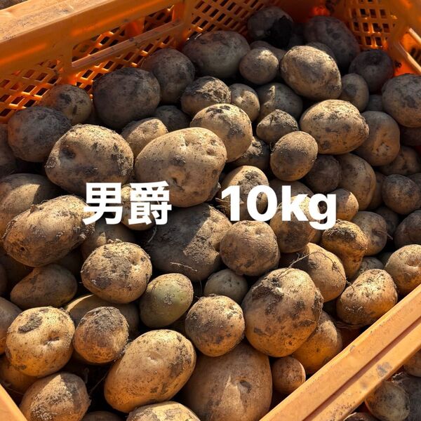 新じゃがいも 男爵 10kg 大きさ不揃い