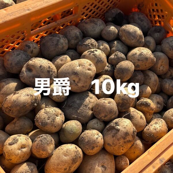 男爵 じゃがいも 10kg 大きさ不揃い
