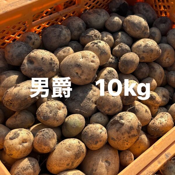 新じゃがいも 男爵 10kg 大きさ不揃い