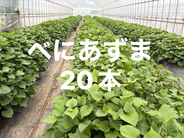 紅あずま 切り苗 20本