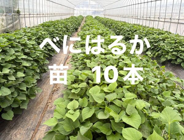 紅はるか さつまいも 切り苗 10本
