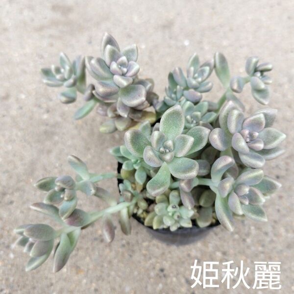 セダム☆姫秋麗☆1ポット多肉植物冬はピンクに紅葉します