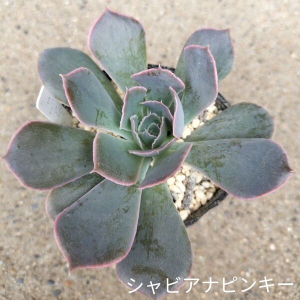 韓国苗☆シャビアナピンキー☆発根管理中エケベリア多肉植物