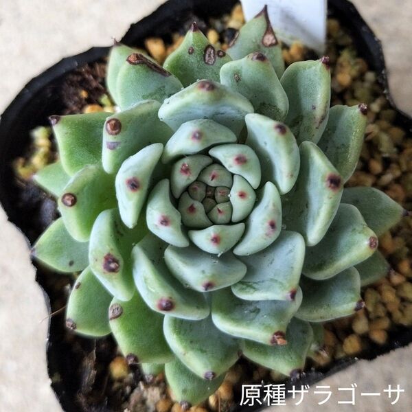 韓国苗☆原種ザラゴーサ☆エケベリア多肉植物