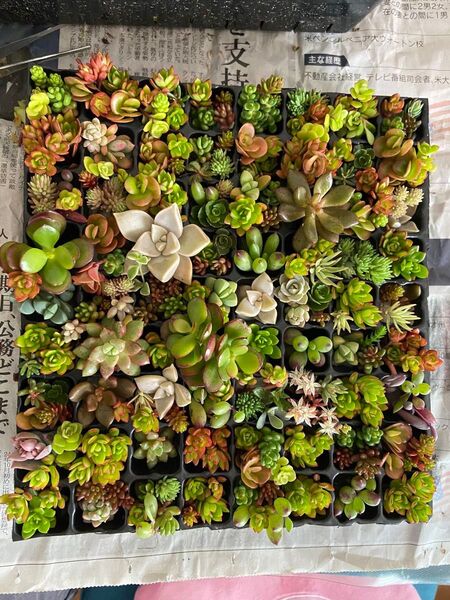 多肉植物 カット苗 寄植え エケベリア セダムミックス苗 観葉植物 韓国苗 抜き苗76