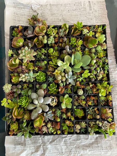 多肉植物 カット苗 寄植え エケベリア セダムミックス苗 観葉植物 抜き苗116