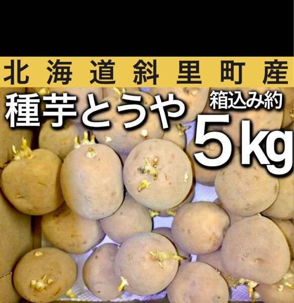 7.北海道斜里町産 とうや じゃがいも種芋 箱込み約5kg