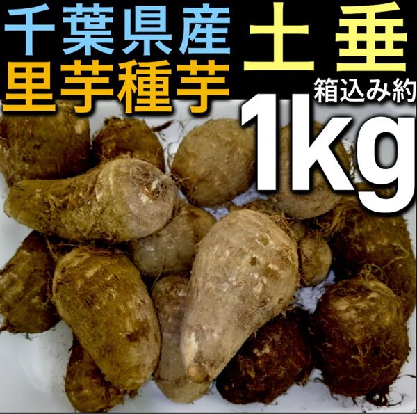 5.千葉県産 里芋種芋 土垂 箱込み約1kg