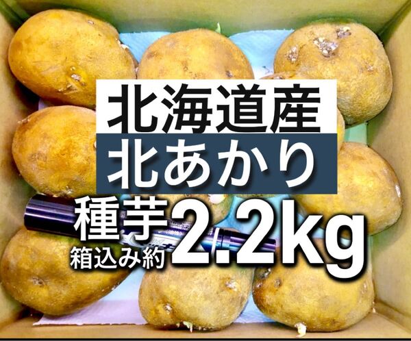 3.北海道産 北あかり じゃがいも 種芋 箱込み約2.2kg