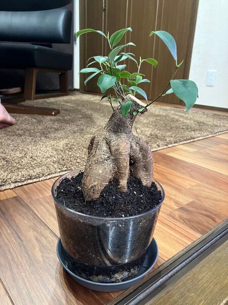 ガジュマル 観葉植物 ガジュマル