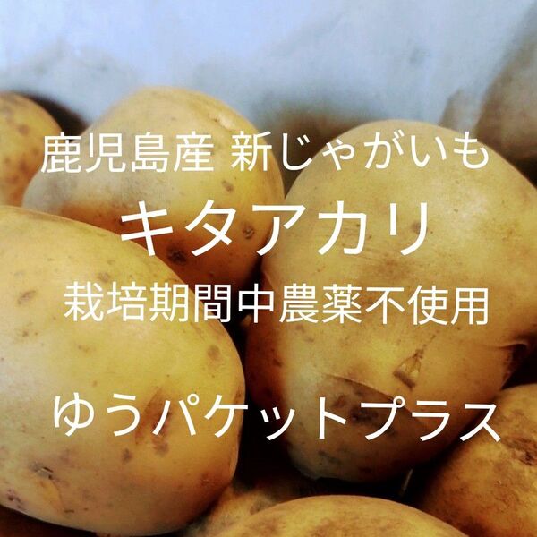 新じゃがいも キタアカリ 鹿児島産 栽培期間中農薬不使用 ゆうパケットプラスいっぱい