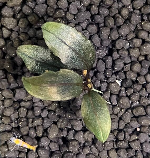 Bucephalandra sp. Ghost 2016(水中葉)