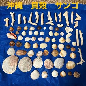 沖縄の貝殻とサンゴ