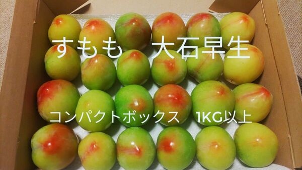 すもも 大石早生コンパクトボックス1:kg以上