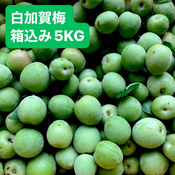白加賀梅 箱込み5KG 梅干し うめ 傷あり
