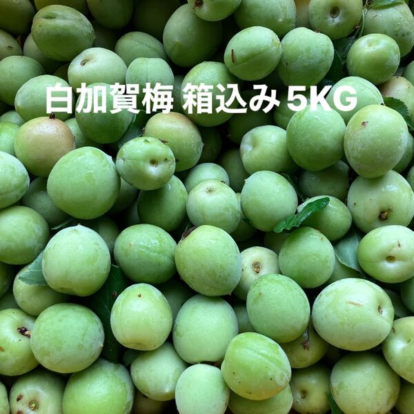 白加賀梅 箱込み5KG 梅干し うめ 傷あり