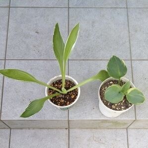 ホスタ2種類 1株ずつピザッツと不明 成長中