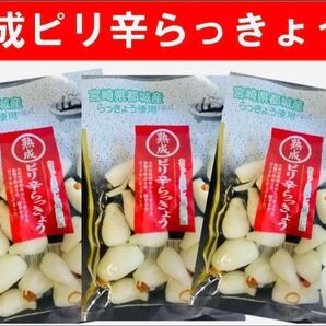 宮崎のお漬物】熟成・ピリ辛らっきょう(甘酢漬)80g 3袋 唐辛子のピリ辛