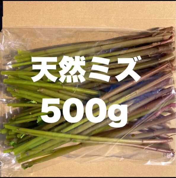【朝どれ】天然ミズ 冷涼岩手県産 500g