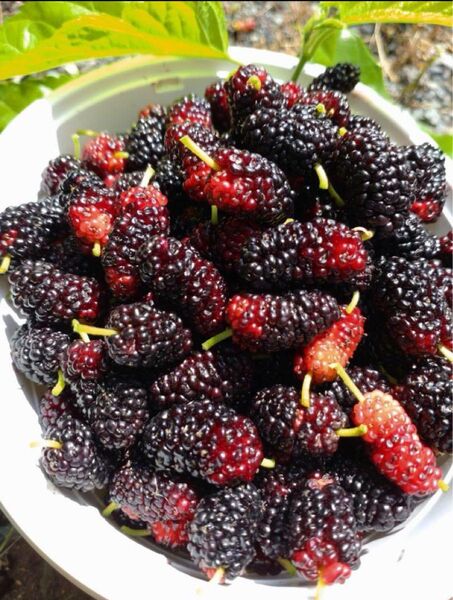 【天然サプリ健康美味】無農薬 生マルベリー 桑の実 500g以上