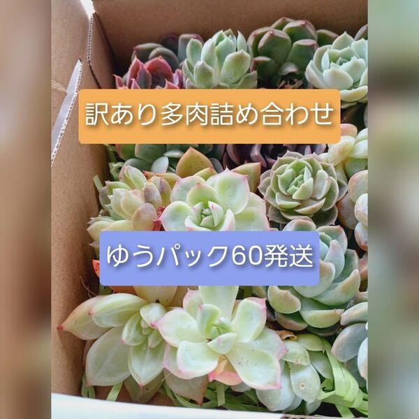 6/2☆ゆうパック発送☆訳あり60株以上 韓国苗 多肉植物 エケベリア