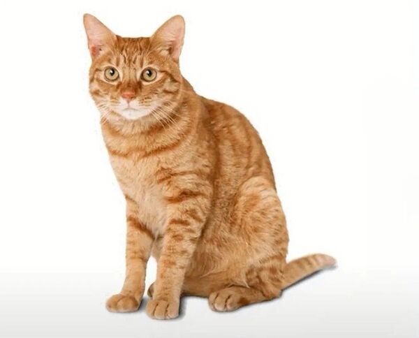 茶トラ 猫 ネコ ねこ ステッカー 防水 車 バイク 多用途 シール