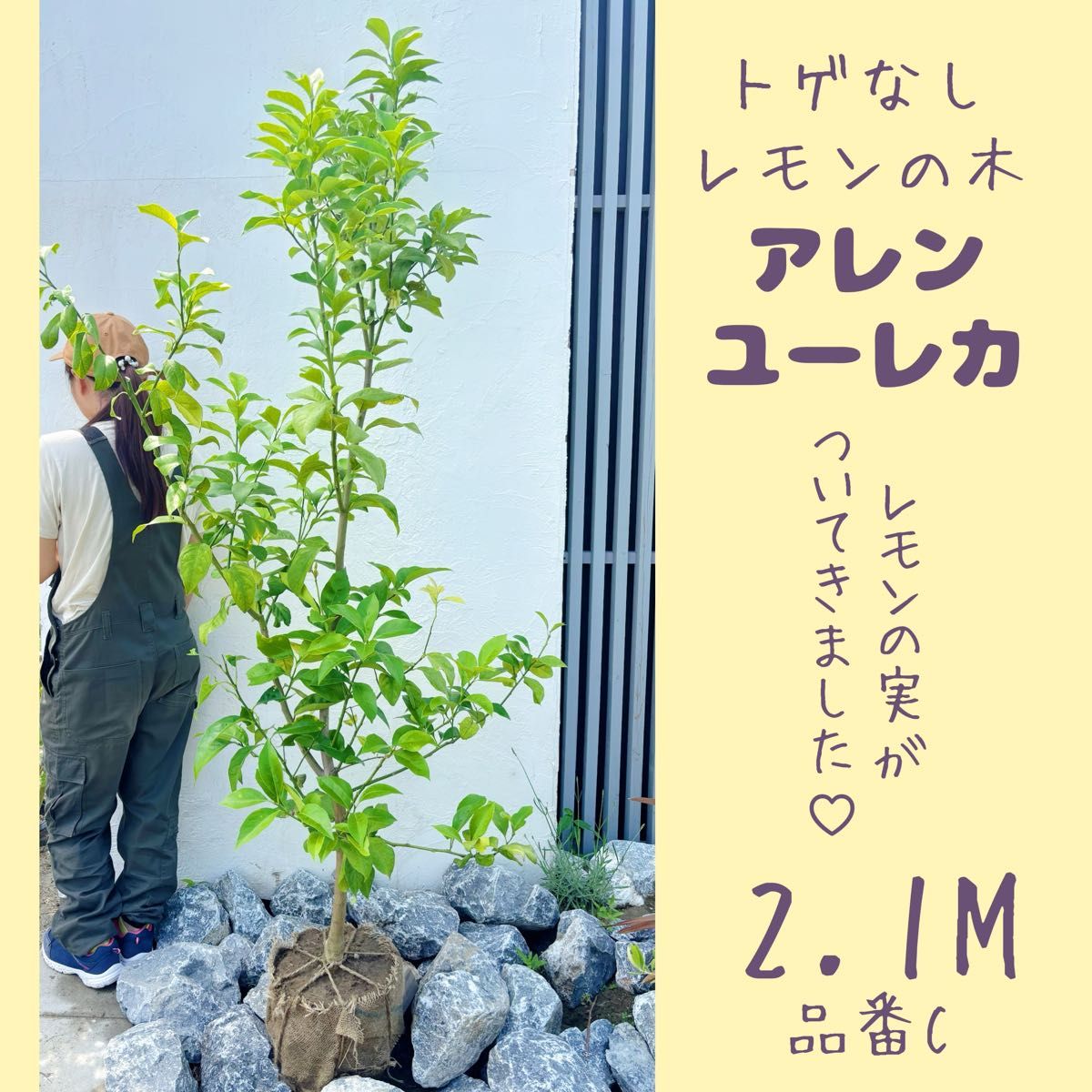 トゲなしレモンの木 アレンユーレカ2.0M(鉢底から)品番B トゲなしレモンの木 アレンユーレカ2 0M(鉢底から)品番D|Yahoo