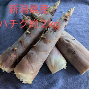 新潟県産ハチク2kg