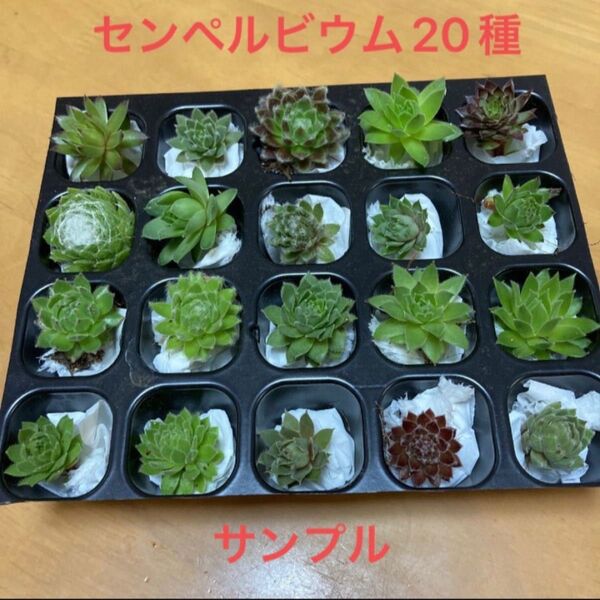 多肉植物 センペルビウム 20種 お名前付き