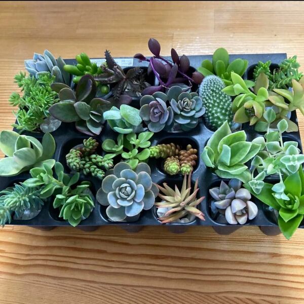 お値下げ!多肉植物 カット苗24種 多肉弁当 寄せ植え