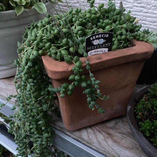 多肉植物 ピーチネックレス カット苗 5カット