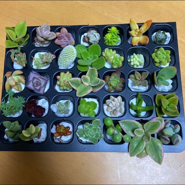 お値下げ!多肉植物 カット苗 35カット