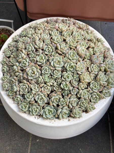 多肉植物 白牡丹 カット苗 5カット