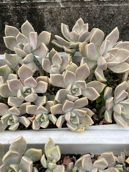 多肉植物 朧月 秀麗 2種カット苗セット 初心者向け