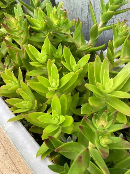 多肉植物 火祭り 胡蝶の舞 2種カット苗セット